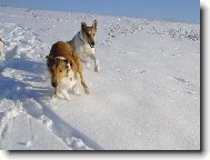 Collie smooth \(Dog standard\)