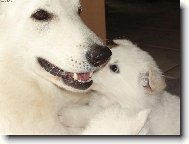 Berger Blanc Suisse, White Swiss Shepherd Dog