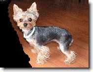 Jorkrsk terier, Yorkshire Terrier,