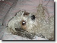 Chinese Crested Dog