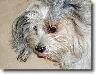 Chinese Crested Dog