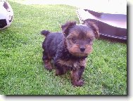 Jorkrsk terier, Yorkshire Terrier,