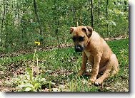 American Staffordshire Terrier Blue Lacy