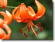 Lilium