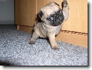 Pug