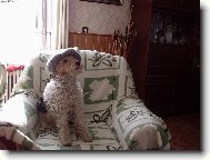 Fox terrier wire \\\\\(Dog standard\\\\\)