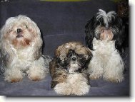 Shih-Tzu