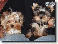 Jorkrsk terier, Yorkshire Terrier,