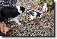 Chinese Crested Dog