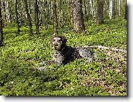 Czech Pointer, Bohemian wire-haired Pointing griffon