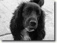 English Cocker Spaniel