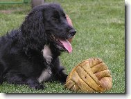 English Cocker Spaniel