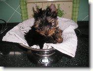 Jorkrsk terier, Yorkshire Terrier,