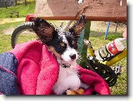 Papillon