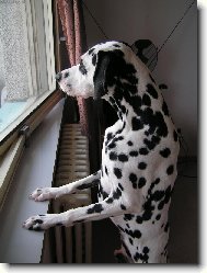 Dalmatian \\\\\(Dog standard\\\\\)