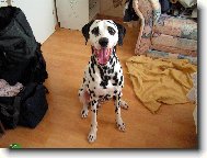 Dalmatian \\\\\(Dog standard\\\\\)