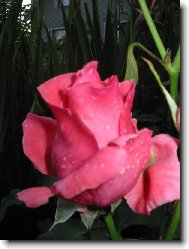 Růže