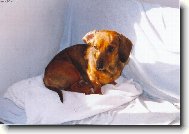 Dachshund