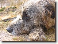 Irish wolfhound \\\\\\\\\\\\\\\\\\\\\(Dog standard\\\\\\\\\\\\\\\\\\\\\)