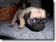 Pug