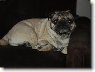 Pug