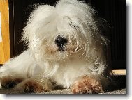 Coton de Tulear