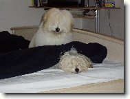 Coton de Tulear