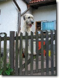 Irish wolfhound \\\\\(Dog standard\\\\\)