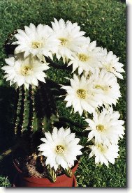 Echinopsis