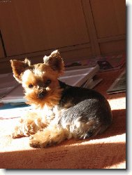 Jorkrsk terier, Yorkshire Terrier,