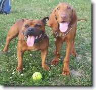 Rövidszörü Magyar Vizsla, Hungarian Short-haired Pointing Dog
