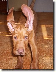 Rövidszörü Magyar Vizsla, Hungarian Short-haired Pointing Dog