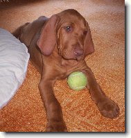 Rövidszörü Magyar Vizsla, Hungarian Short-haired Pointing Dog