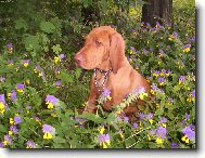 Rövidszörü Magyar Vizsla, Hungarian Short-haired Pointing Dog