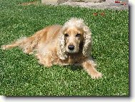 American Cocker Spaniel