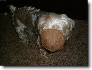 Jorkrsk terier, Yorkshire Terrier,