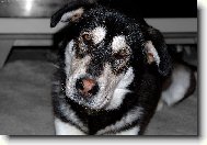 Alaskan Malamute