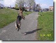 German Shepherd Dog