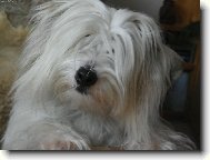 Coton de Tulear