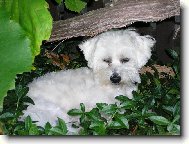 Chinese Crested Dog