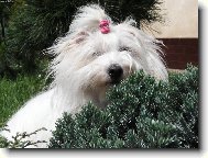 Coton de Tulear