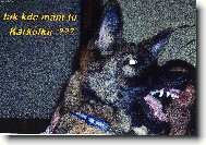 German Shepherd Dog