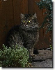 Siberian Cat