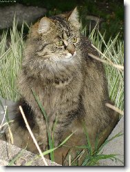 Siberian Cat