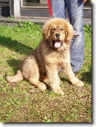 Tibetan Mastiff