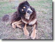 Tibetan Mastiff