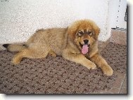 Tibetan Mastiff