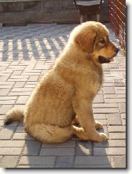 Tibetan Mastiff