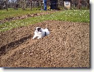 Chin, Japanese Chin