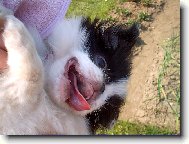 Chin, Japanese Chin